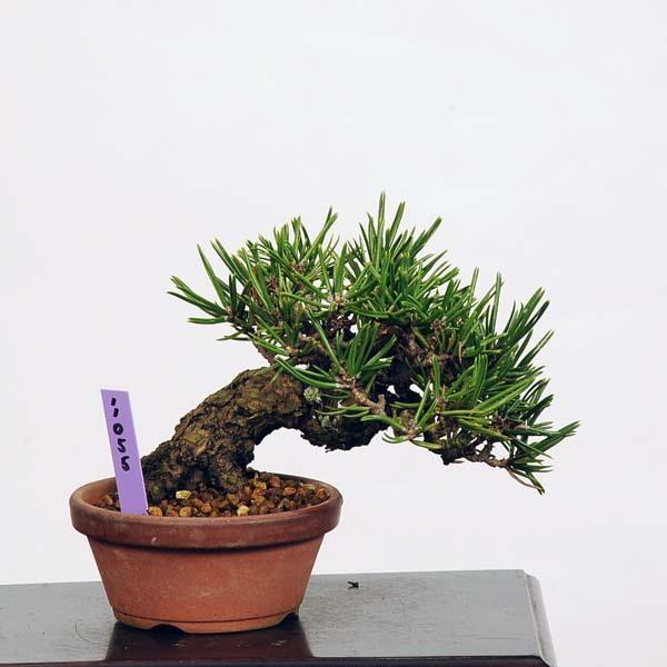 ミニ盆栽：特選寸梢黒松 現品*Kuromatsu 送料無料 : 遊恵盆栽 Yahoo!店