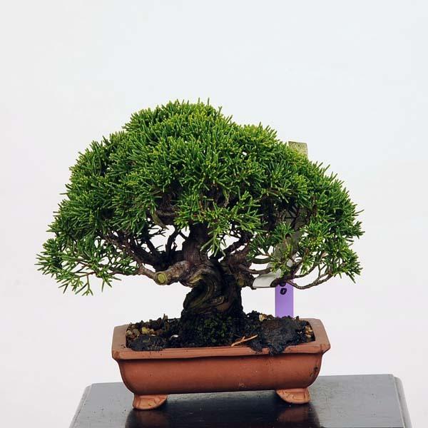 期間限定特価 小品盆栽 特選糸魚川真柏 現品 しんぱく シンパク Shinpaku 送料無料 売り切れ必至 Www Maxipiso Com Ar