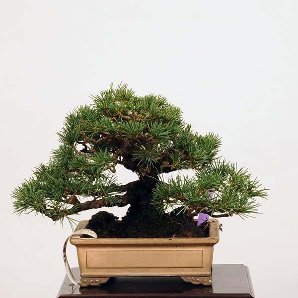 小品盆栽：特選五葉松*現品 ごようまつ　ゴヨウマツ　Goyoumatsu 送料無料(51480円)