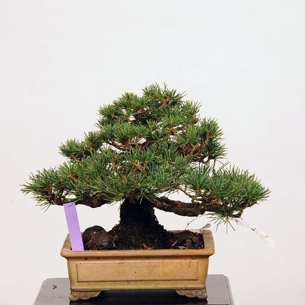 新入荷!!【日本未発売】 小品盆栽：特選五葉松*現品 ごようまつ　ゴヨウマツ　Goyoumatsu 送料無料 【YWU1412819495】(51480円)
