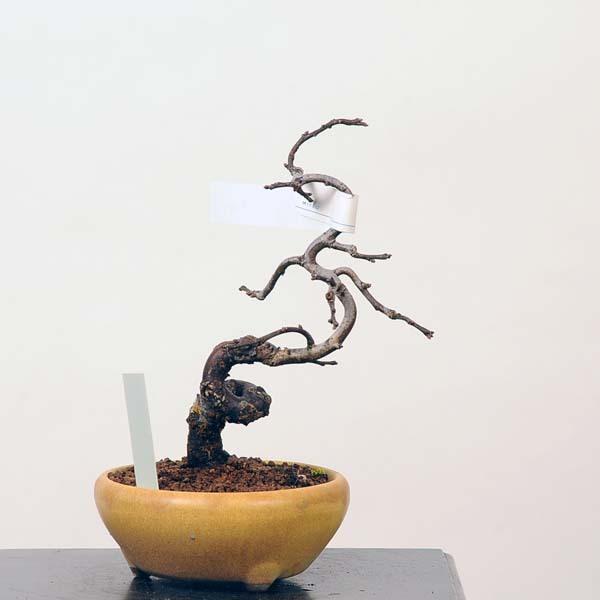 小品盆栽：緋梅*現品限り　ヒバイ　うめ　ウメ　Ume 