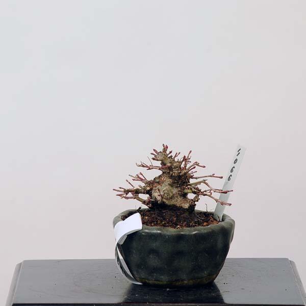 ミニ盆栽：特選山紅葉　現品*山もみじ　モミジ　Momiji 送料無料