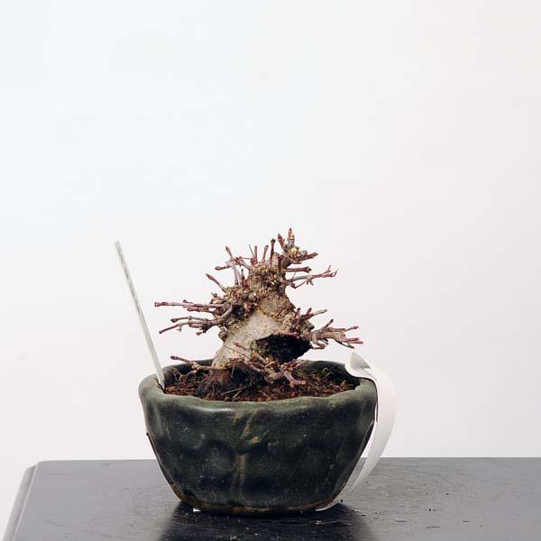 【初期/レア】 ミニ盆栽：特選山紅葉　現品*山もみじ　モミジ　Momiji 送料無料 【X1062632967】(38720円)