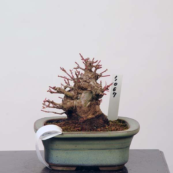 ミニ盆栽：特選山紅葉　現品*山もみじ　モミジ　Momiji 送料無料(40480円)