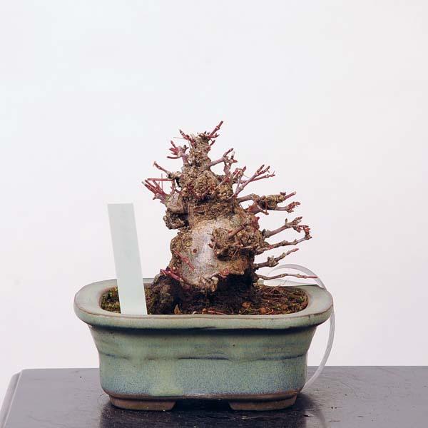 【数量限定アウトレット品】 ミニ盆栽：特選山紅葉　現品*山もみじ　モミジ　Momiji 送料無料 【WSO1110934049】(40480円)