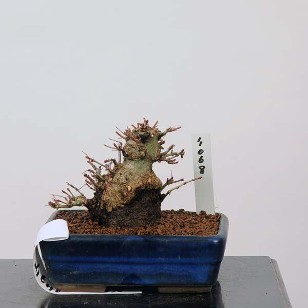 ミニ盆栽：特選山紅葉　現品*山もみじ　モミジ　Momiji 送料無料(38720円)