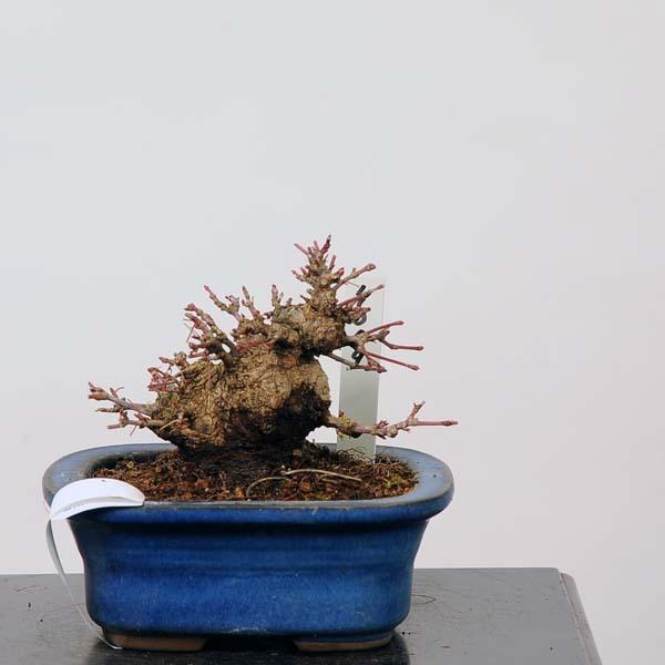 ミニ盆栽：特選山紅葉　現品*山もみじ　モミジ　Momiji 送料無料