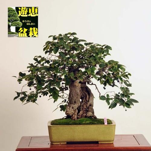 中品盆栽：るりびょうたん【現品】*【送料無料】【ヤマト便】