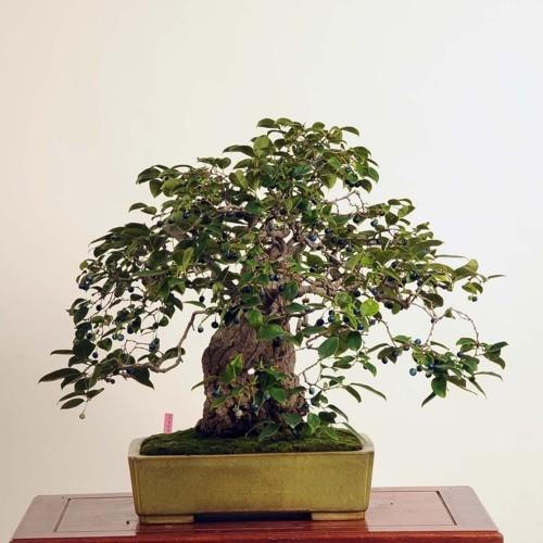 本日価格！！ 中品盆栽：るりびょうたん【現品】*【送料無料】【ヤマト便】 【TMF2934311297】(106920円)