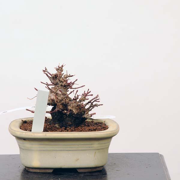 新春セール ミニ盆栽：特選山紅葉　現品*山もみじ　モミジ　Momiji 送料無料 【SK1207535140】(44000円)