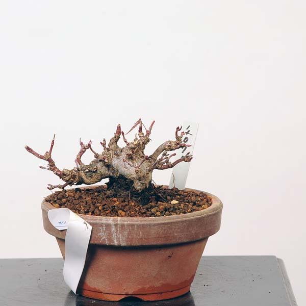 ミニ盆栽：特選山紅葉　現品*山もみじ　モミジ　Momiji 送料無料