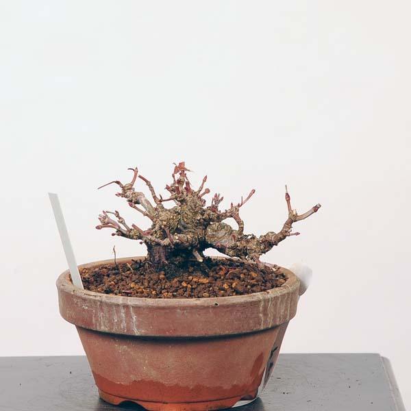 新入荷！ ミニ盆栽：特選山紅葉　現品*山もみじ　モミジ　Momiji 送料無料 【RI7245208285】(26400円)