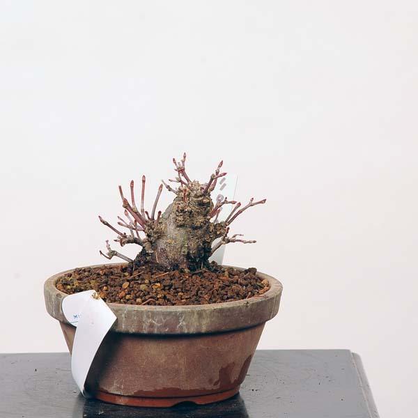 ミニ盆栽：特選山紅葉　現品*山もみじ　モミジ　Momiji 送料無料