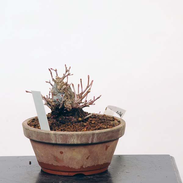 【クーポン】 ミニ盆栽：特選山紅葉　現品*山もみじ　モミジ　Momiji 送料無料 【QGW6375781870】(23232円)