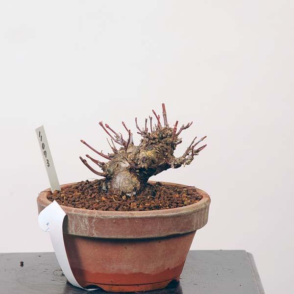 ミニ盆栽：特選山紅葉　現品*山もみじ　モミジ　Momiji 送料無料