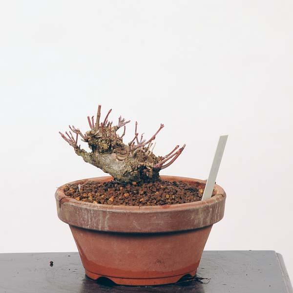 【24時間以内発送】 ミニ盆栽：特選山紅葉　現品*山もみじ　モミジ　Momiji 送料無料 【PET6375779354】(23232円)