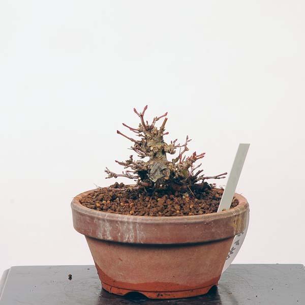 期間セール ！ ミニ盆栽：特選山紅葉　現品*山もみじ　モミジ　Momiji 送料無料 【NAN8331977932】(30360円)