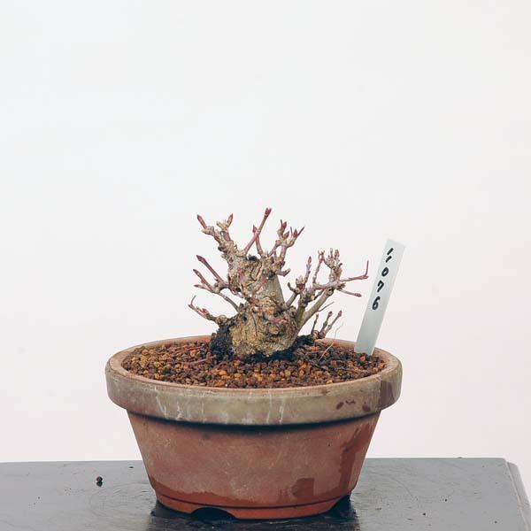 【値段交渉可：送料込】 ミニ盆栽：特選山紅葉　現品*山もみじ　モミジ　Momiji 送料無料 【MY8331974922】(30360円)