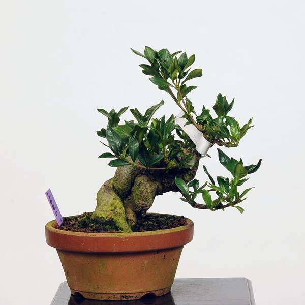 メーカー包装済 小品盆栽 特選実成くちなし 現品 クチナシ 送料無料 Minarikuchinashi 全商品オープニング価格特別価格 Zoetalentsolutions Com