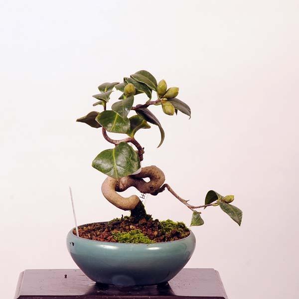 サンリオTVオリジナルソングブック うれしSONG~みらいへの宝