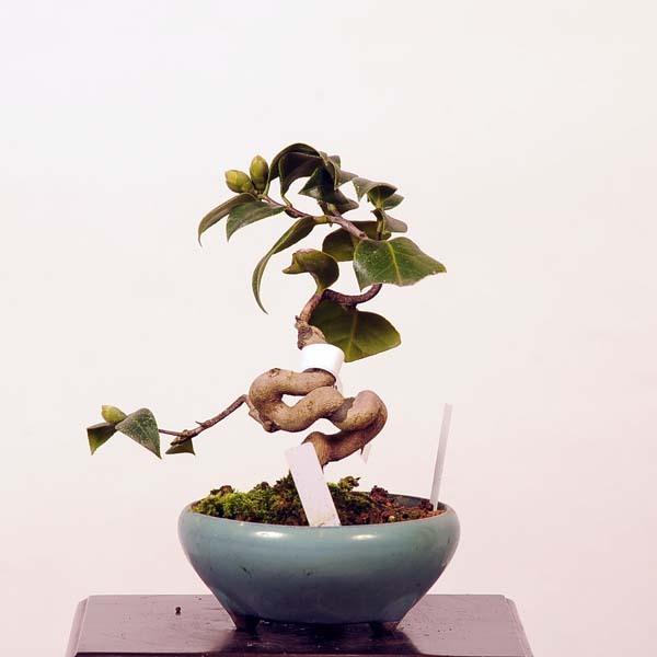 小品盆栽：椿(玉ノ浦)　現品 *つばき　ツバキ Tsubaki 送料無料 