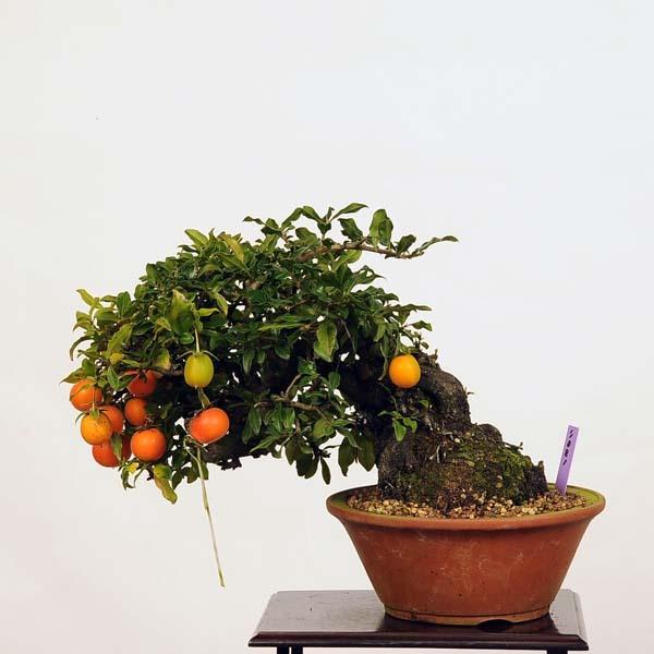 小品盆栽：特選常盤柿(ときわがき)　現品*　Kaki 送料無料　
