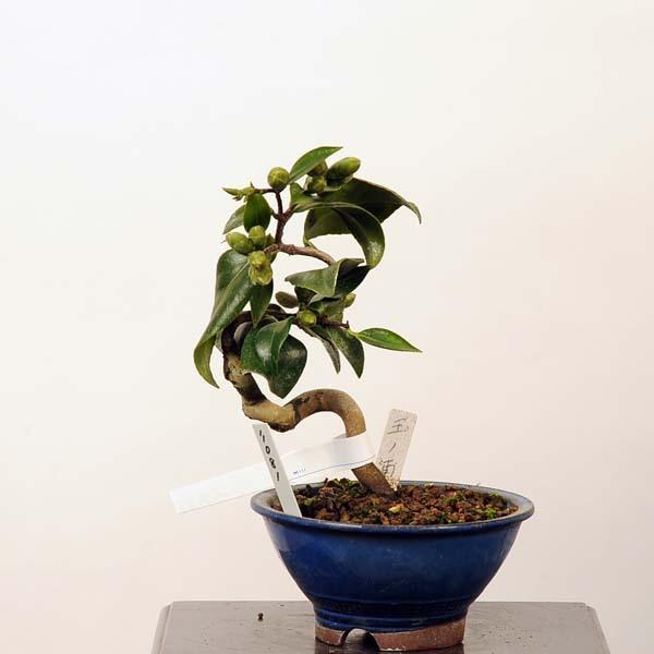 小品盆栽：椿(玉ノ浦)　現品 *つばき　ツバキ Tsubaki 送料無料