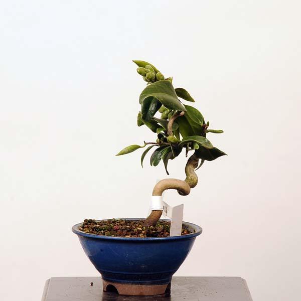 小品盆栽：椿(玉ノ浦)　現品 *つばき　ツバキ Tsubaki 送料無料 