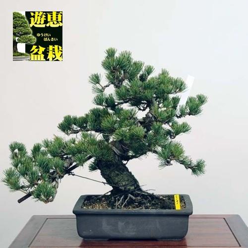 中品盆栽：五葉松【現品】*Goyoumatsu【送料無料】