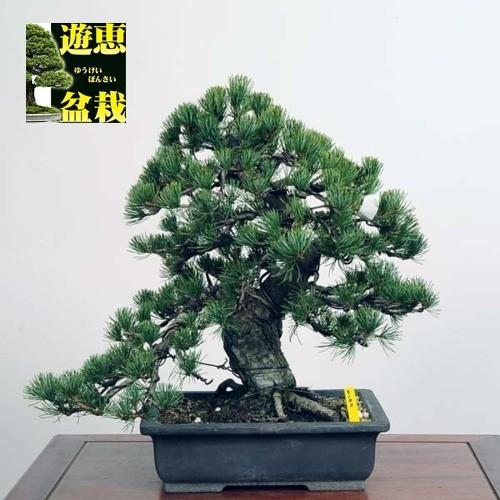 中品盆栽：五葉松【現品】*Goyoumatsu【送料無料】