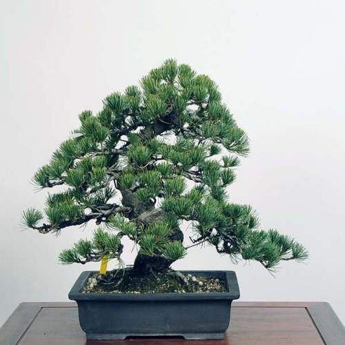 中品盆栽：五葉松【現品】*Goyoumatsu【送料無料】 商品情報