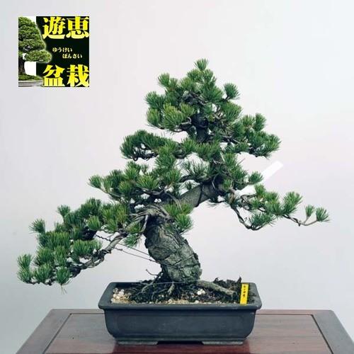中品盆栽：五葉松【現品】*Goyoumatsu【送料無料】