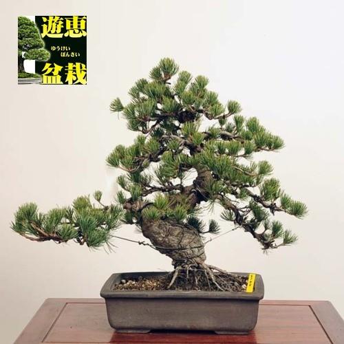 中品盆栽：五葉松【現品】*Goyoumatsu【送料無料】