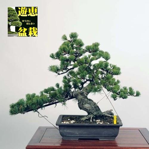 中品盆栽：五葉松【現品】*Goyoumatsu【送料無料】
