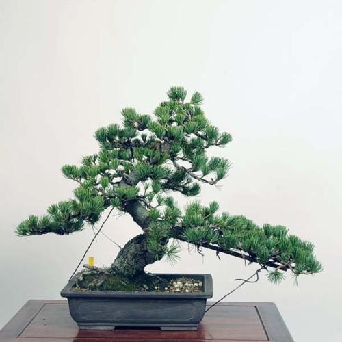 【最終】 中品盆栽：五葉松【現品】*Goyoumatsu【送料無料】 【2455220136】(15708円)