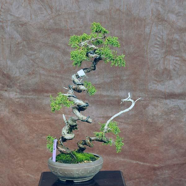 気質アップ 中品盆栽 真柏 現品 しんぱく シンパク 送料無料 Shinpaku v 遊恵盆栽 Yahoo 店 通販 Yahoo ショッピング 新品 Jeannesauve Org
