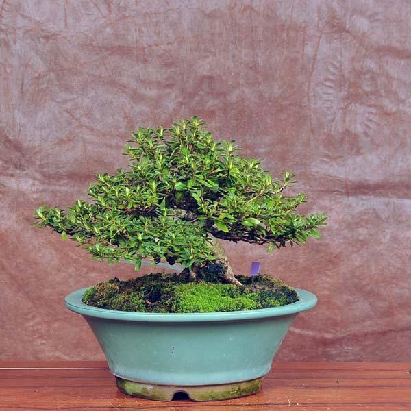 【極美品】 中品盆栽：特選皐月(蛍灯)現品*さつき　サツキ　Satsuki 送料無料 【KU2490533776】(90750円)