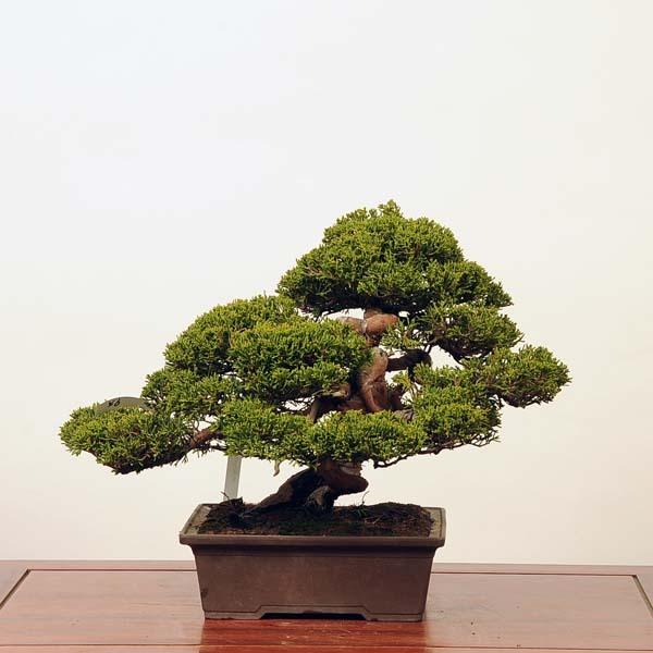 専用出品 中品盆栽：特選糸魚川真柏*現品 しんぱく　シンパク　Shinpaku　 送料無料 【JSB1195456025】(43560円)