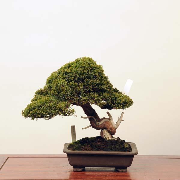 中品盆栽：特選糸魚川真柏*現品 しんぱく　シンパク　Shinpaku　 送料無料