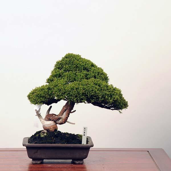 【タイムセール】 中品盆栽：特選糸魚川真柏*現品 しんぱく　シンパク　Shinpaku　 送料無料 【I9442891034】(34408円)