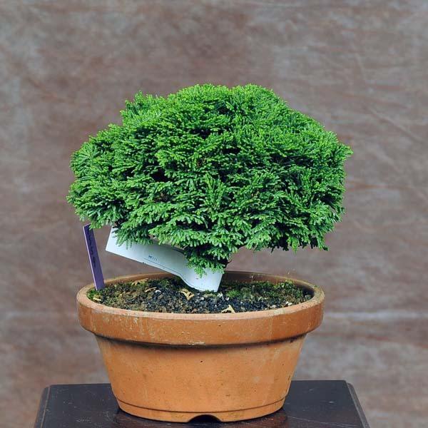 小品盆栽：連山桧(ひのき)　現品　*ヒノキ　Hinoki 送料無料
