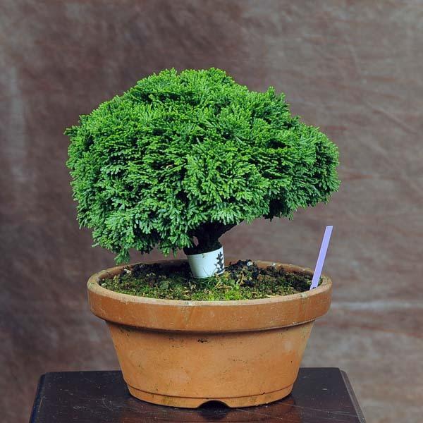 小品盆栽：連山桧(ひのき)　現品　*ヒノキ　Hinoki 送料無料 