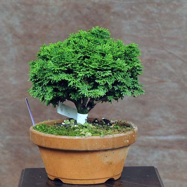 小品盆栽：連山桧(ひのき)　現品　*ヒノキ　Hinoki 送料無料