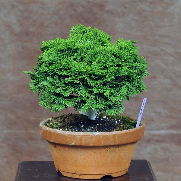 小品盆栽：連山桧(ひのき)　現品　*ヒノキ　Hinoki 送料無料 