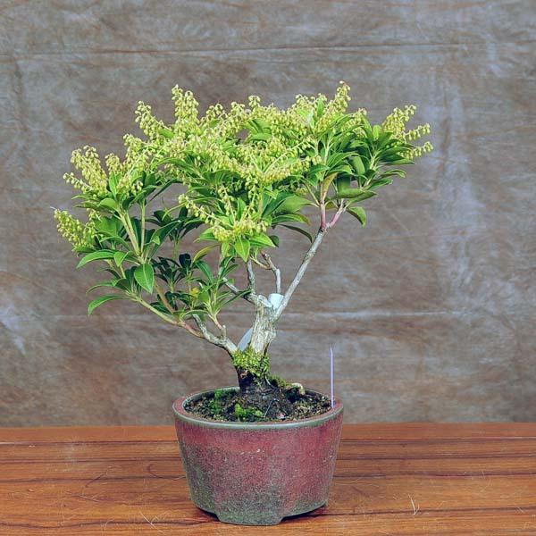 小品盆栽 馬酔木 あせび 現品 アセビ Asebi 送料無料 v 遊恵盆栽 Yahoo 店 通販 Yahoo ショッピング