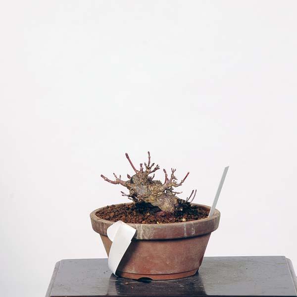 ミニ盆栽：特選山紅葉　現品*山もみじ　モミジ　Momiji 送料無料