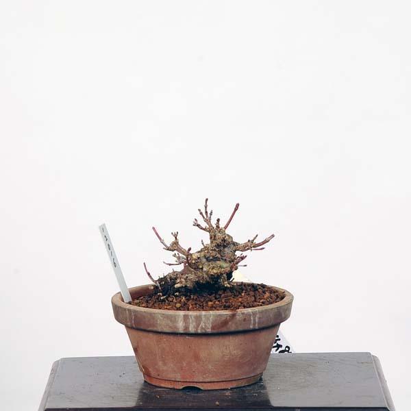 【正規品】 ミニ盆栽：特選山紅葉　現品*山もみじ　モミジ　Momiji 送料無料 【HOV7390085464】(26928円)