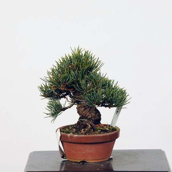小品盆栽：特選五葉松*現品 ごようまつ　ゴヨウマツ　Goyoumatsu 送料無料