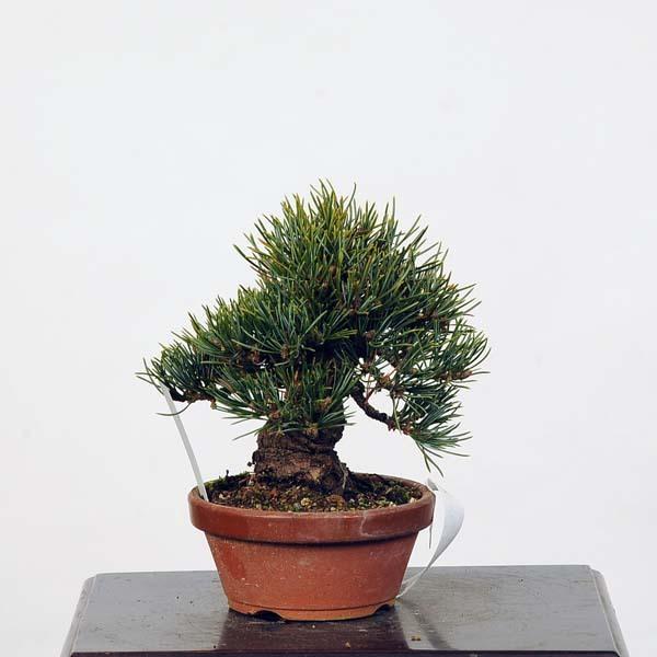 【最安値挑戦中】 小品盆栽：特選五葉松*現品 ごようまつ　ゴヨウマツ　Goyoumatsu 送料無料 【GMS1062626385】(38720円)