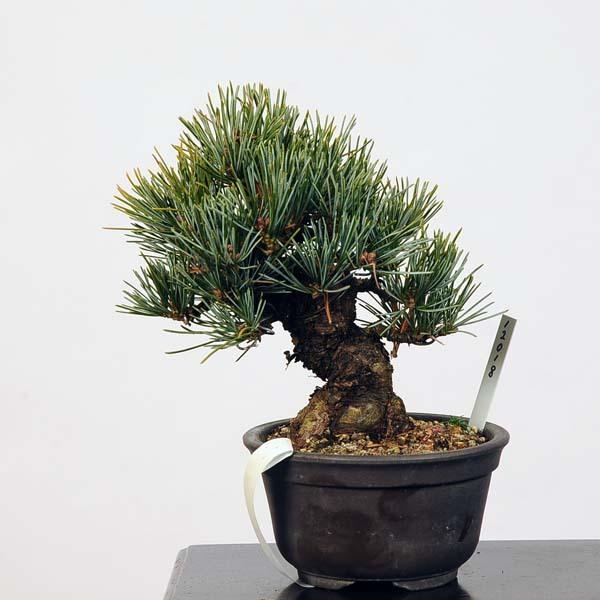 小品盆栽：特選五葉松*現品 ごようまつ　ゴヨウマツ　Goyoumatsu 送料無料